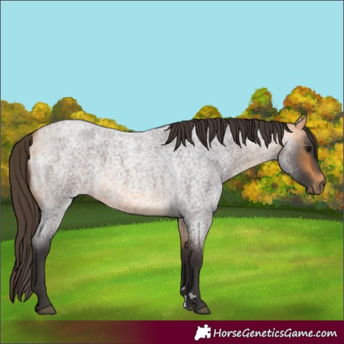 Horse Color:Buckskin Roan 