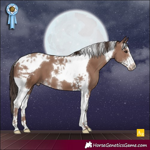 Horse Color:Classic Champagne Sabino Tobiano
