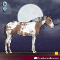 Horse Color:Classic Champagne Sabino Tobiano 