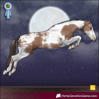 Horse Color:Classic Champagne Sabino Tobiano