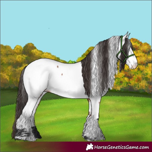 Horse Color:Bay Fewspot 