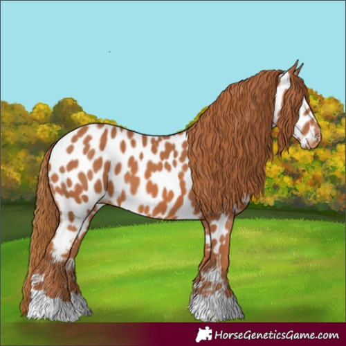 Horse Color:Chestnut Near Leopard 
