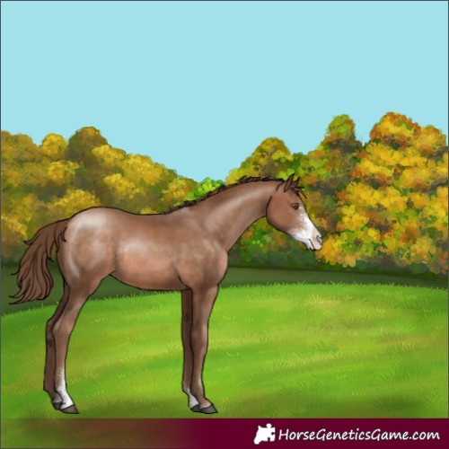Horse Color:Brown Pearl Sabino Rabicano