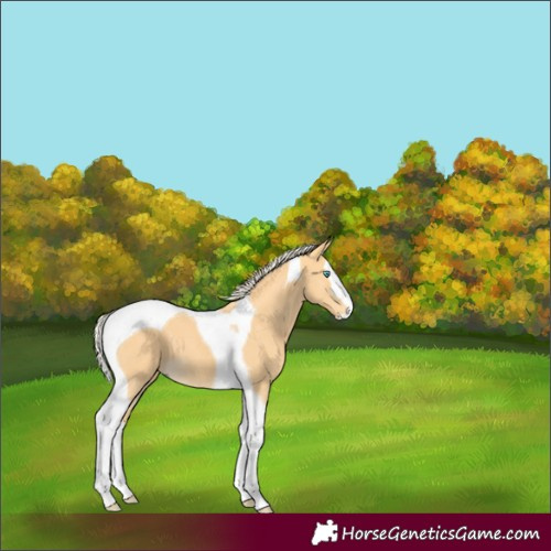 Horse Color:Palomino Splash Tobiano