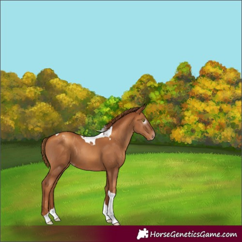 Horse Color:Gray Gold Champagne Tobiano Appaloosa
