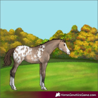 Horse Color:Bay Dun Sabino Appaloosa