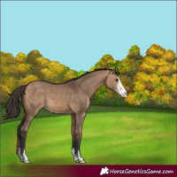Horse Color:Bay Dun Sabino 