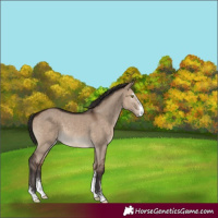 Horse Color:Brown Dun Sabino 