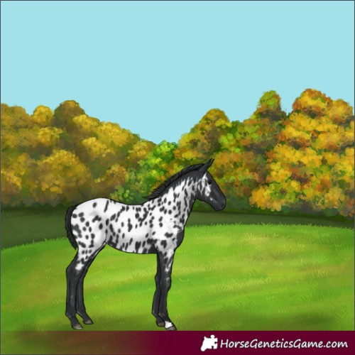 Horse Color:Black Appaloosa 