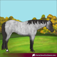 Horse Color:Smoky Blue Roan