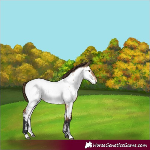 Horse Color:Bay Dun Appaloosa 