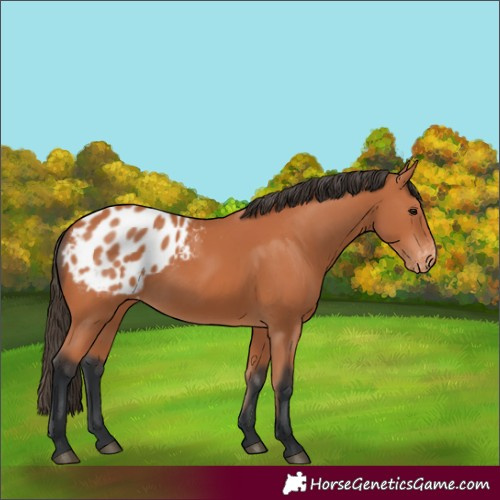 Horse Color:Bay Appaloosa