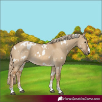 Horse Color:White Spotted Chocolate Palomino Dun 