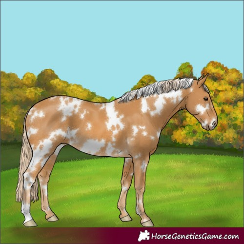 Horse Color:White Spotted Palomino