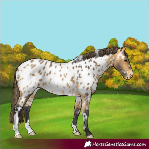 Horse Color:White Spotted Buckskin Appaloosa 