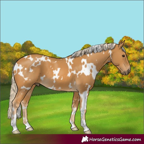 Horse Color:White Spotted Palomino