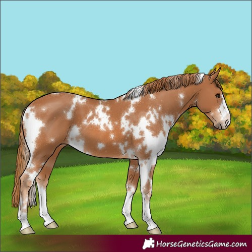 Horse Color:White Spotted Chestnut