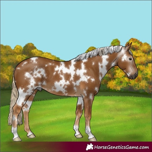 Horse Color:Gray White Spotted Palomino