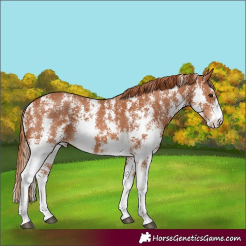 Horse Color:Chestnut Sabino 