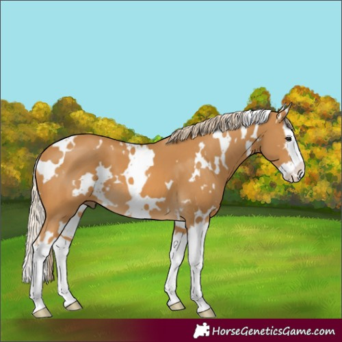 Horse Color:White Spotted Palomino Splash