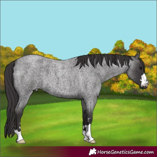Horse Color:Smoky Blue Roan 