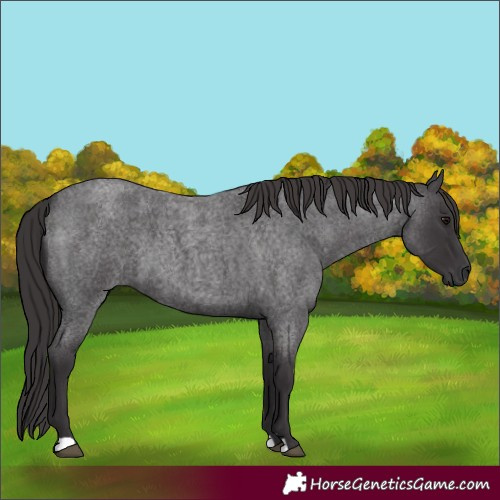 Horse Color:Smoky Blue Roan