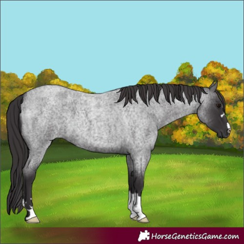 Horse Color:Smoky Blue Roan 