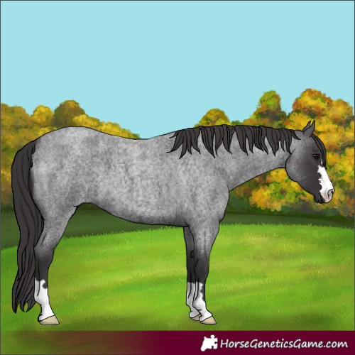 Horse Color:Smoky Blue Roan