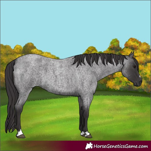 Horse Color:Smoky Blue Roan 