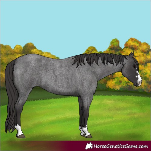 Horse Color:Smoky Blue Roan 