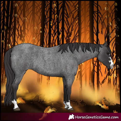Horse Color:Smoky Blue Roan 