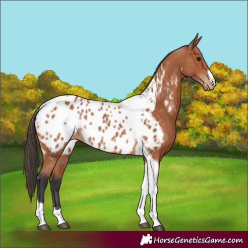 Horse Color:Bay Tobiano Near Leopard