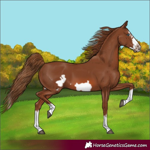 Horse Color:Chestnut Splash Frame 