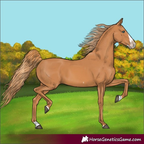 Horse Color:Chestnut Splash Frame 