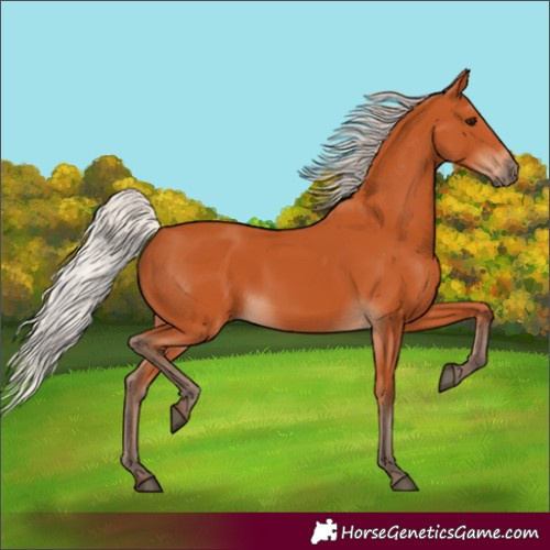 Horse Color:Silver Bay 