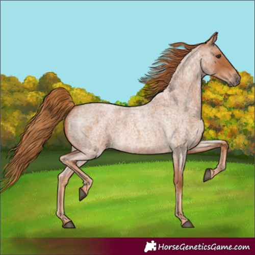 Horse Color:Red Roan 