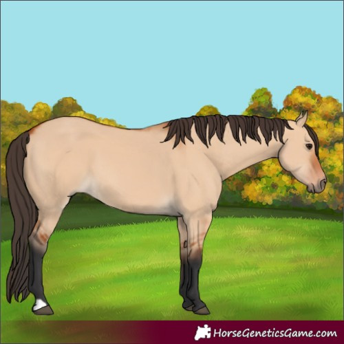 Horse Color:Bay Dun