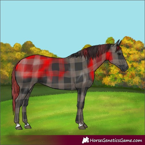 Horse Color:Plaid Black
