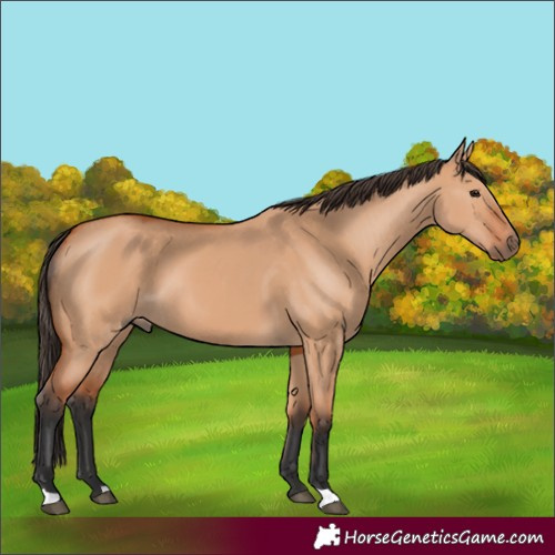 Horse Color:Bay Dun 