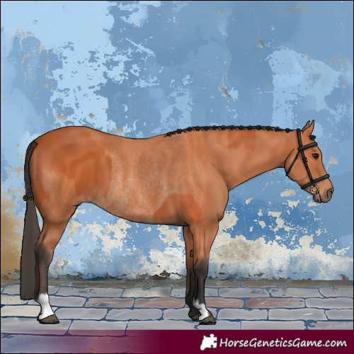 Horse Color:Bay  and Bay Rabicano 