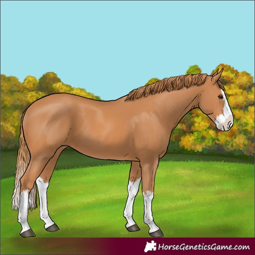 Horse Color:Chestnut Splash 