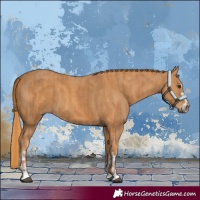 Horse Color:Chestnut and Chestnut