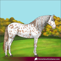 Horse Color:Chestnut Near Leopard 