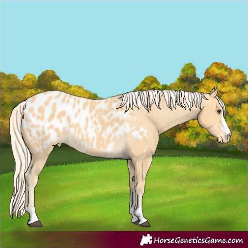 Horse Color:Palomino Appaloosa 