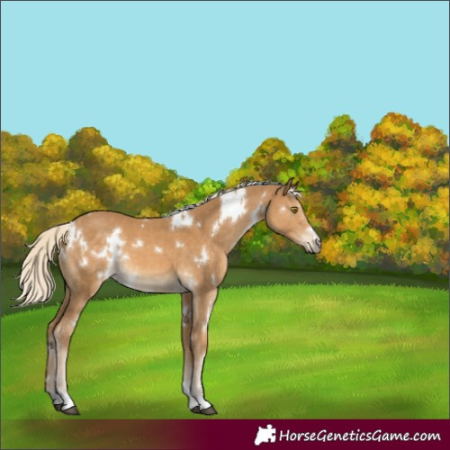 Horse Color:White Spotted Palomino 