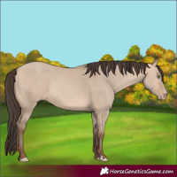 Horse Color:Amber Champagne Dun 