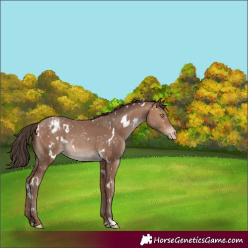 Horse Color:White Spotted Sable Champagne Appaloosa