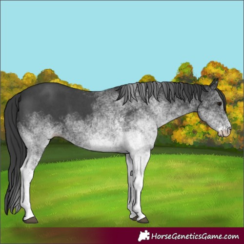 Horse Color:White Spotted Black 