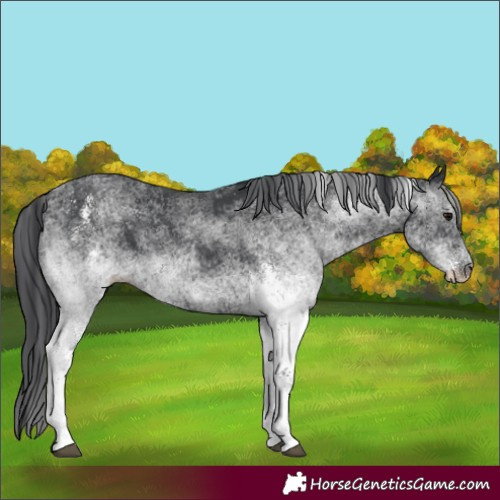 Horse Color:Unknown 