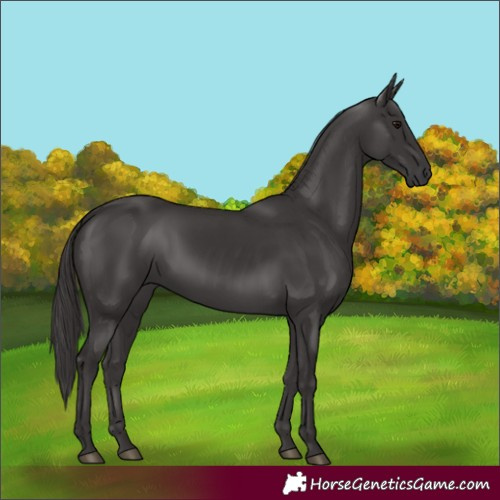 Horse Color:Smoky Black 